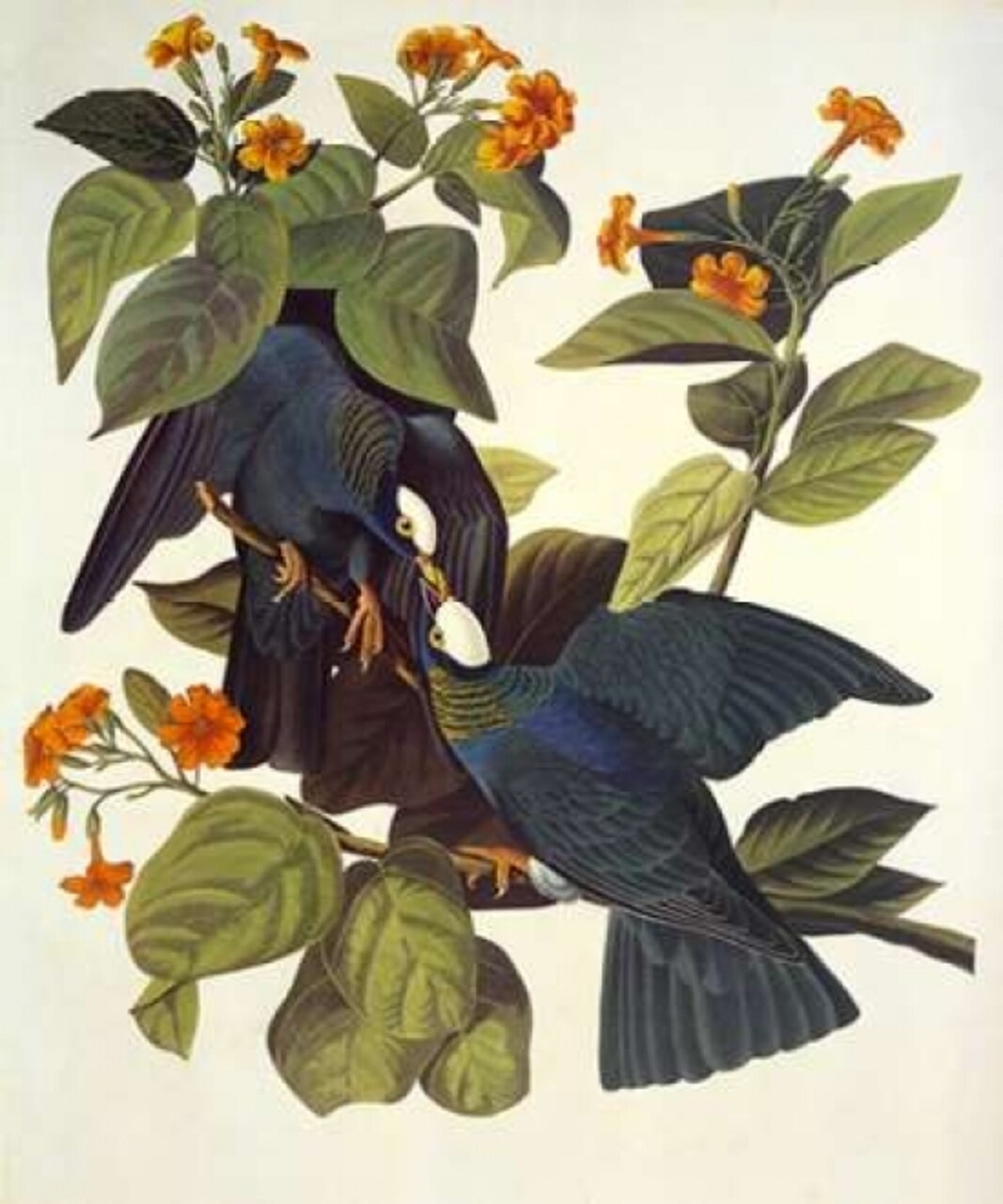 White-Crowned Pigeon Poster Print by John James Audubon - Item # VARPDX198096